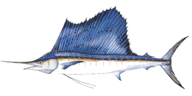 Sailfish