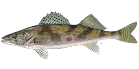 Sauger