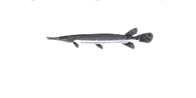 Shortnose Gar