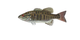 Smallmouth Bass