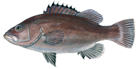Snowy Grouper