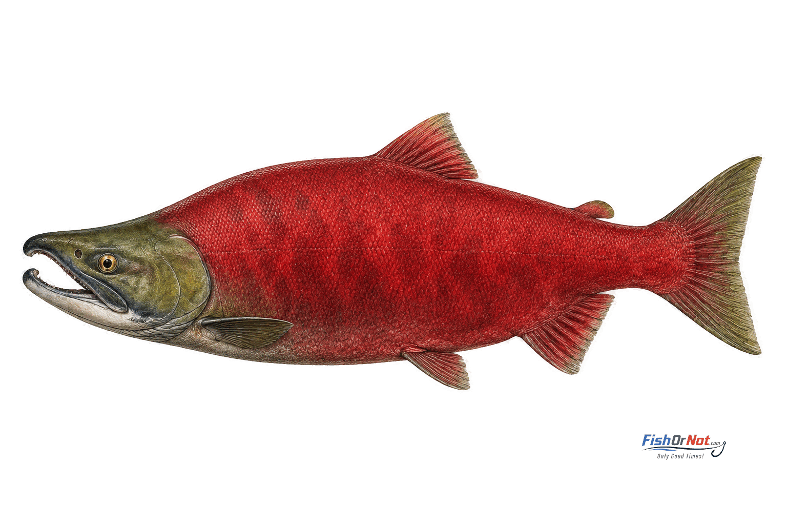 Sockeye Salmon