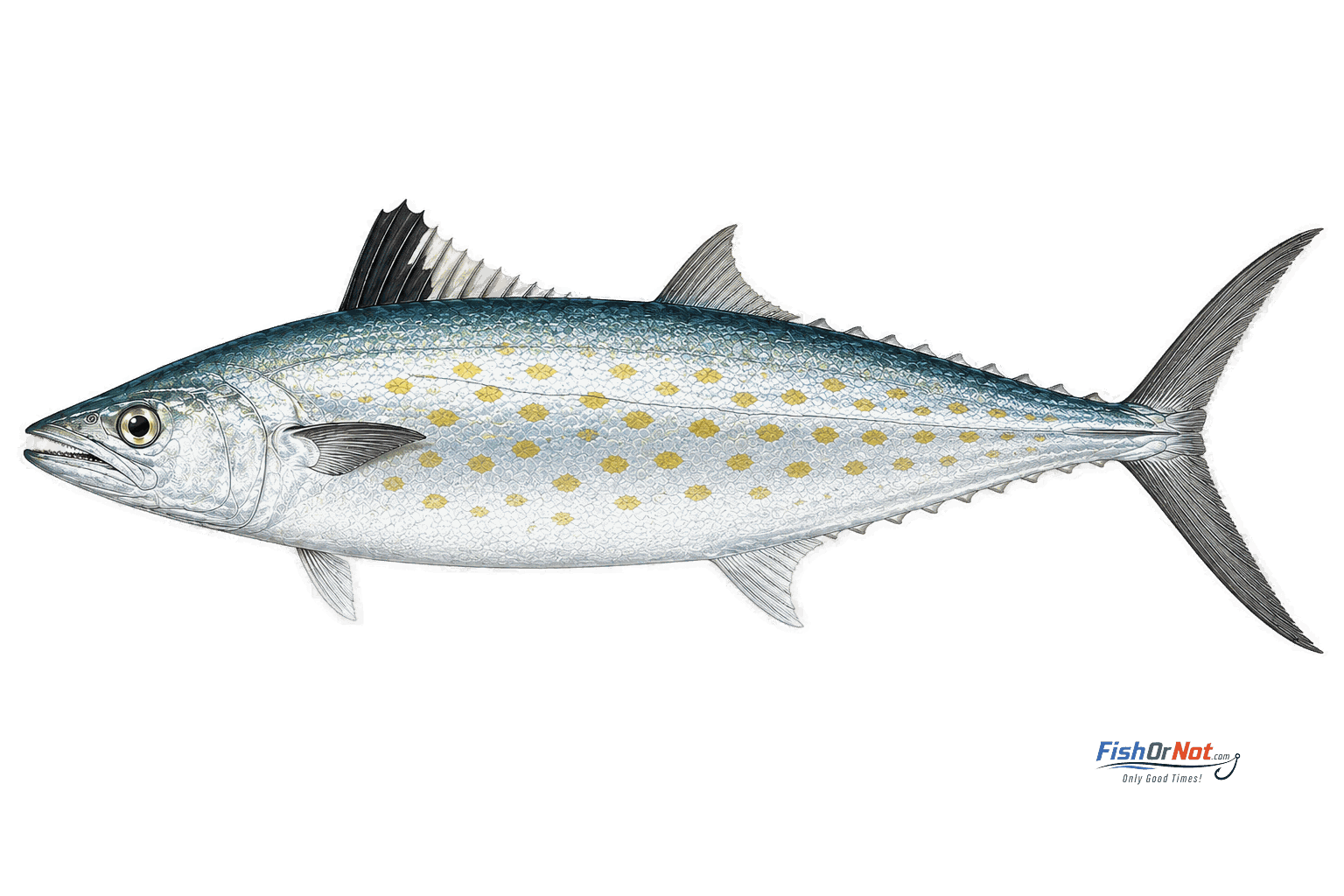 Spanish Mackerel