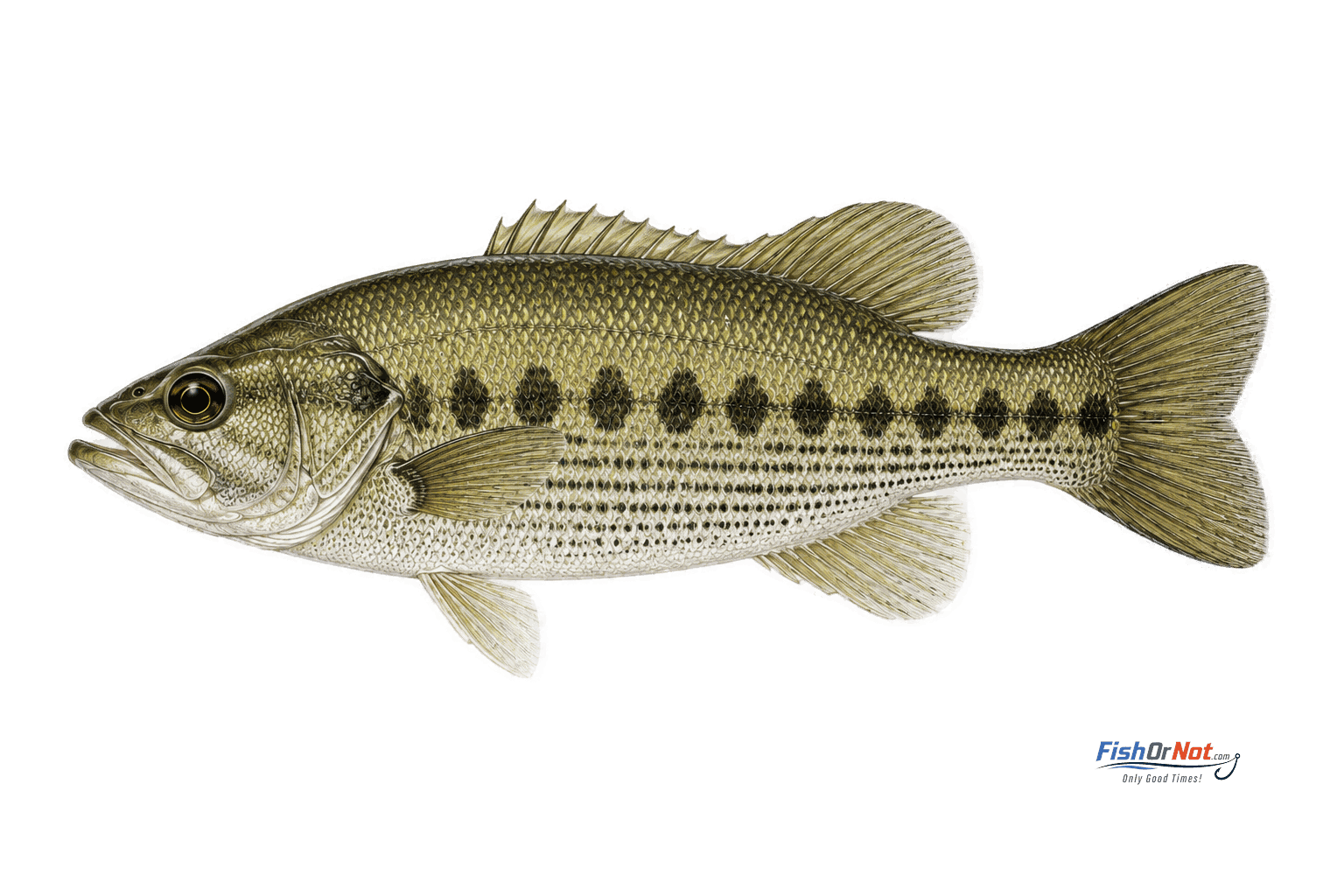Spotted Bass