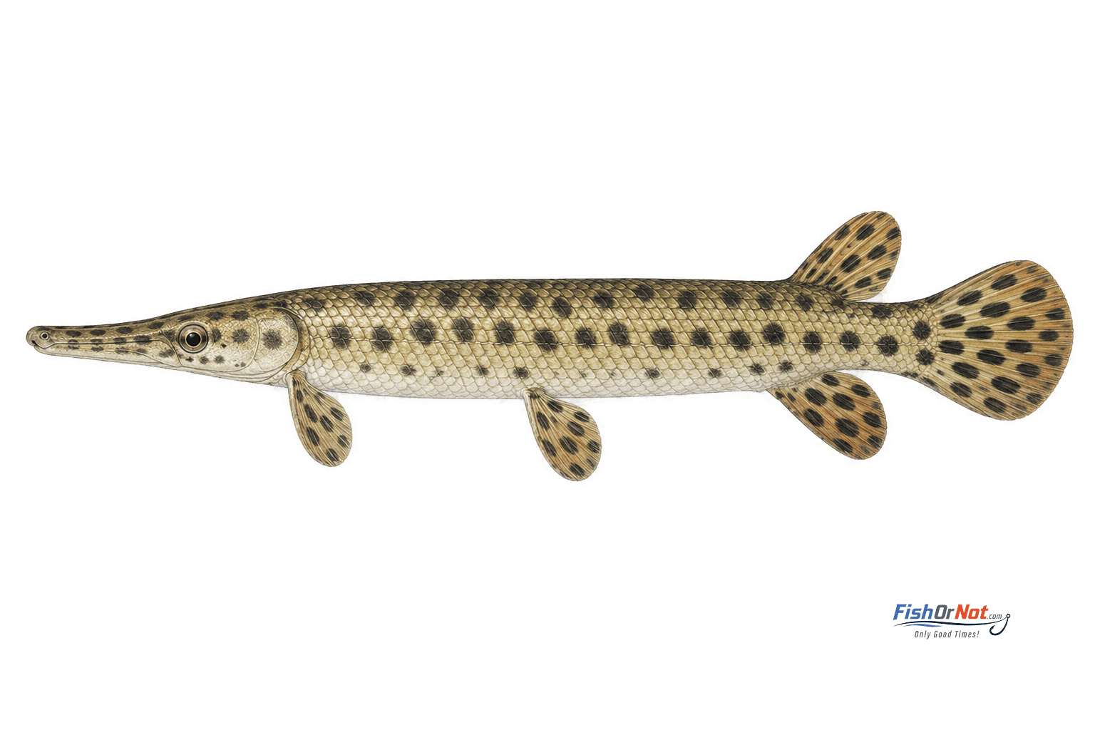 Spotted Gar