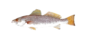 Spotted Seatrout