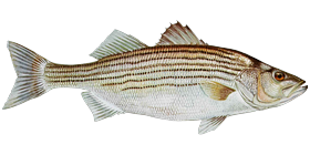 Striped Bass