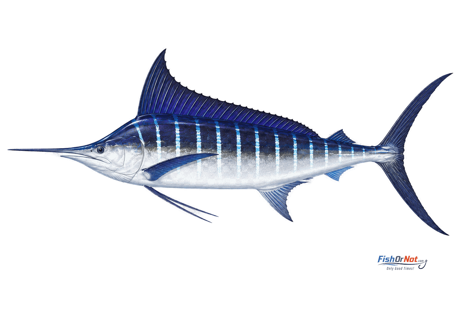 Striped Marlin