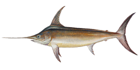 Swordfish