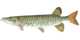 Tiger Muskie