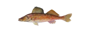 Walleye