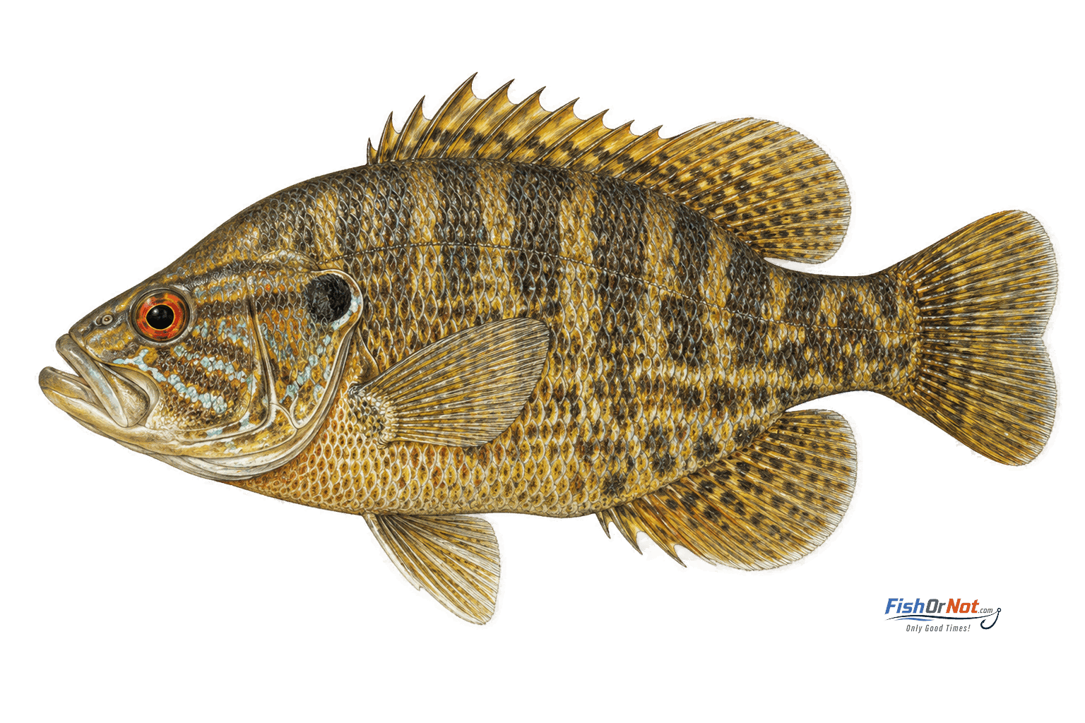 Warmouth