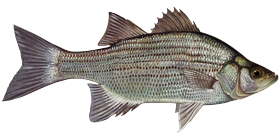 White Bass