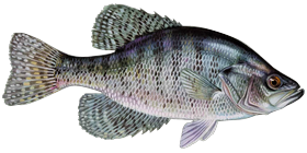 White Crappie