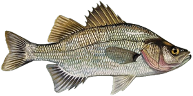 White Perch
