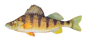 Yellow Perch