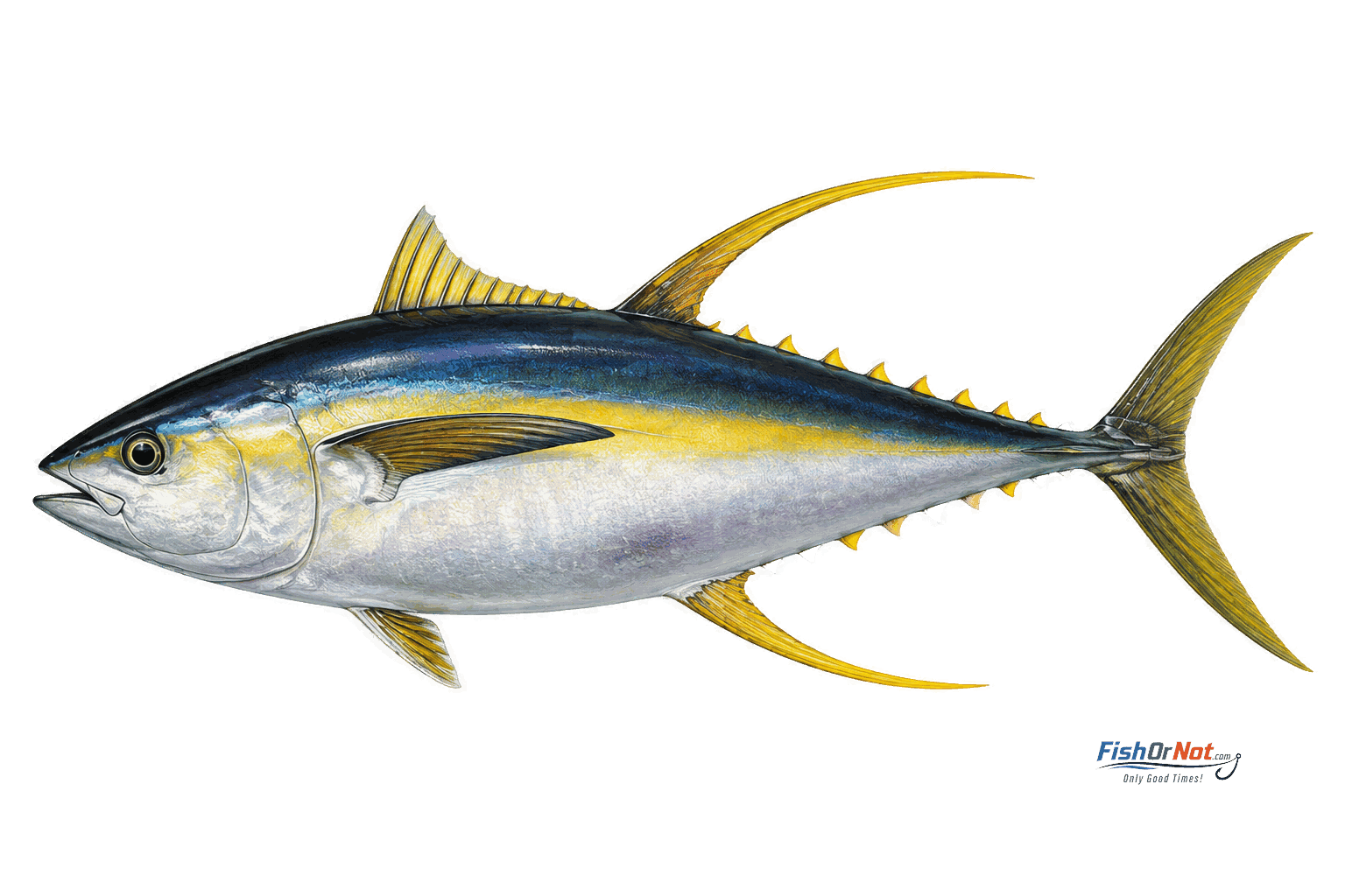 Yellowfin Tuna