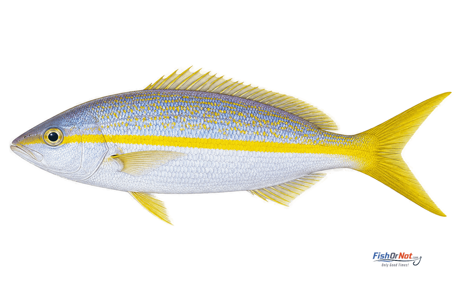 Yellowtail Snapper
